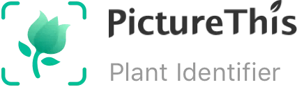 Aplicativo para reconhecer plantas