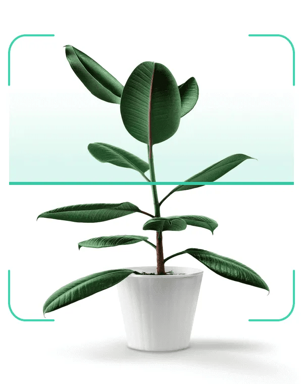 Aplicativo para reconhecer plantas